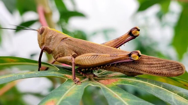 Grasshopper resting on cassava leaf. The locust is resting on a cassava leaf.