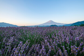 河口湖とラベンダー畑と富士山