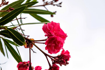 The Oleander