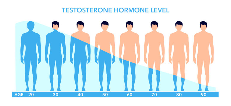 Testosterone level chart. Male hormone production by age diagram vector infographic. Hormones in male body.