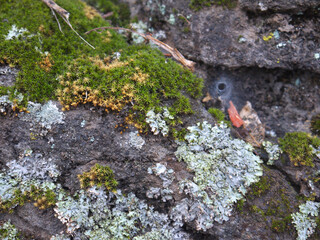 Forest stones overgrown with green moss and lichen