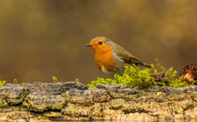Robin bird sitting with open wing close to paddle