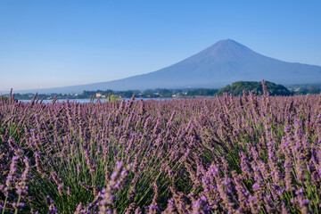 河口湖とラベンダー畑と富士山