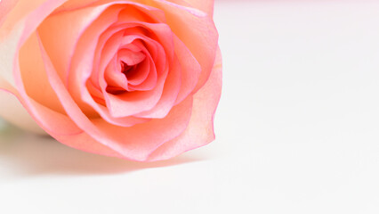 beautiful pink rose flower isolated on white background, valentine day