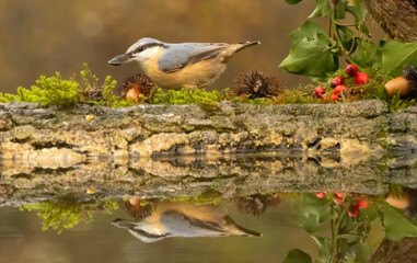 Eurasian Nuthatch (Sitta europaea) in forest
