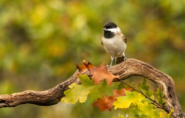 Sombre Tit (Parus lugubris) in to the forest
