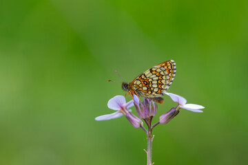 red butterfly on pink flower, Heath Fritillary, Melitaea athalia