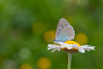 blue butterfly perched on daisy, Phengaris arion
