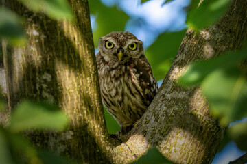 Steinkauz in einem Baum im Sommer