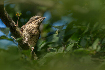 Wendehals (Specht) auf einem Ast im Baum 