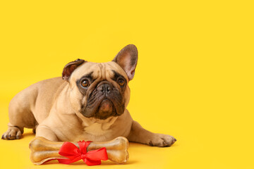 Cute French bulldog with gift bone treat on yellow background