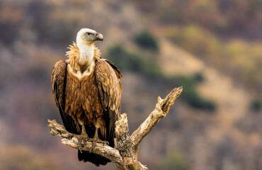 Griffon Vulture (Gyps fulvus) on feeding station