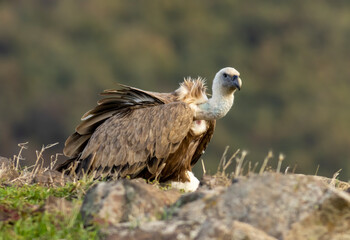 Fototapeta premium Griffon vulture on feeding station