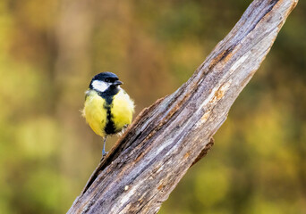 Obraz premium Great tit drink water and sitting on branch