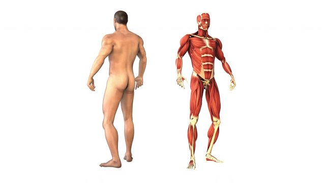 Human body and muscles with loopable rotation