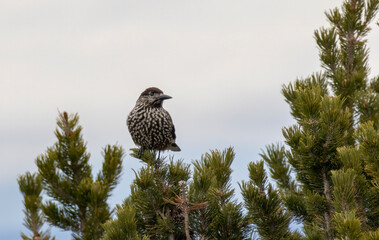 Spotted Nutcracker (Nucifraga caryocatactes) in a natural habitat