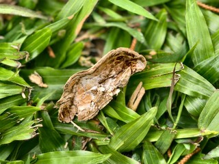 Obraz premium peanut shells falling on the grass