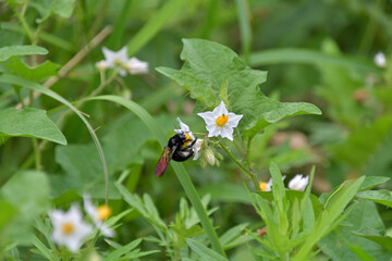 ワルナスビの花粉を集めているタイワンタケクマバチ