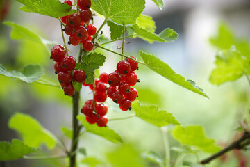 Ripe red currants hanging on branches in a garden