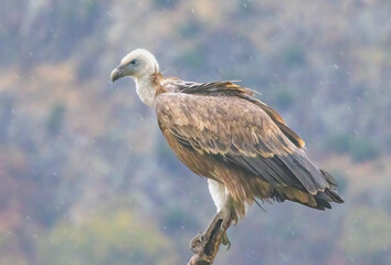 Obraz premium Griffon Vulture (Gyps fulvus) on feeding station