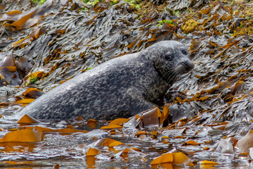 Common harbor seal, Phoca vitulina, hauling out of sea kelp