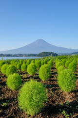 Fototapeta premium 山梨県河口湖と富士山