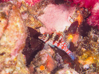可愛いサラサゴンベ（ゴンベ科）の幼魚他。

日本国静岡県伊豆半島賀茂郡南伊豆町中木から渡し船で渡るヒリゾ浜-2024年7月

Lovely juvenile Dwarf hawkfish (Cirrhitichthys falco) and others.
