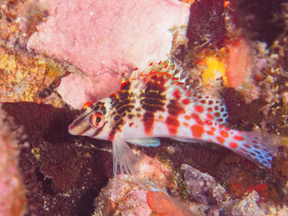 可愛いサラサゴンベ（ゴンベ科）の幼魚他。

日本国静岡県伊豆半島賀茂郡南伊豆町中木から渡し船で渡るヒリゾ浜-2024年7月

Lovely juvenile Dwarf hawkfish (Cirrhitichthys falco) and others.
