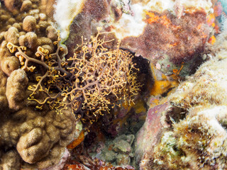 妖しく美しい大きなテヅルモヅル（ヒトデ科）。
触手がうねうね動く。

日本国静岡県伊豆半島賀茂郡南伊豆町中木から渡し船で渡るヒリゾ浜-2024年7月

A mysterious and Beautiful and large Basket Star (Gorgonocephalidae). 
Tentacles undulate.
