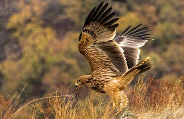 Eastern Imperial eagle on feeding station