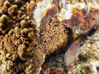 妖しく美しい大きなテヅルモヅル（ヒトデ科）。
触手がうねうね動く。

日本国静岡県伊豆半島賀茂郡南伊豆町中木から渡し船で渡るヒリゾ浜-2024年7月

A mysterious and Beautiful and large Basket Star (Gorgonocephalidae). 
Tentacles undulate.
