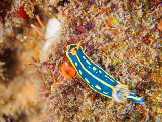 美しいアオウミウシ（イロウミウシ科）。

日本国静岡県伊豆半島賀茂郡南伊豆町中木から渡し船で渡るヒリゾ浜-2024年7月

The Beautiful Colorful Sea Slug (Hypselodoris Festiva).
