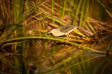 The Green-backed Heron is a shy species and is often overlooked as it sits quietly in the vegetation. They do most of their hunting during the day. They feed on a variety of animals that can be found 