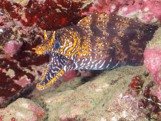 水中洞窟にいる、大きく美しいトラウツボ（ウツボ科）。

日本国静岡県伊豆半島賀茂郡南伊豆町中木から渡し船で渡るヒリゾ浜-2024年7月

A large and beautiful Dragon Moray (Enchelycore pardalis) in underwater cave.
