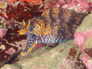 水中洞窟にいる、大きく美しいトラウツボ（ウツボ科）。

日本国静岡県伊豆半島賀茂郡南伊豆町中木から渡し船で渡るヒリゾ浜-2024年7月

A large and beautiful Dragon Moray (Enchelycore pardalis) in underwater cave.
