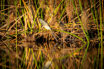 The Green-backed Heron is a shy species and is often overlooked as it sits quietly in the vegetation. They do most of their hunting during the day. They feed on a variety of animals that can be found 