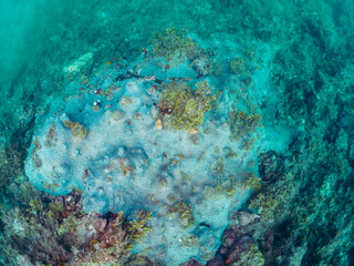 巨大なルリサンゴ（キクメイシ科）の群生とサンゴに寄生する、花のように美しいイバラカンザシ（カンザシゴカイ科）。
こう見えてゴカイの仲間の虫のエラである。

日本国静岡県伊豆半島賀茂郡南伊豆町中木から渡し船で渡るヒリゾ浜-2024年7月

Leptastrea purpurea, Christmas Tree Worm (Spirobranchus giganteus)
