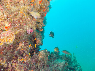 美しいキンギョハナダイ（ハナダイ亜科）、スズメダイ（スズメダイ科）他の群れ。

日本国静岡県伊豆半島賀茂郡南伊豆町中木から渡し船で渡るヒリゾ浜-2024年7月

Beautiful a school of Sea Goldie, Pseudanthias squamipinnis and Damselfish, Chromis notata and others. 
