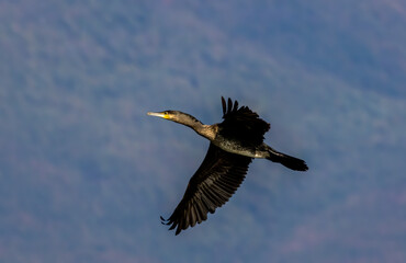 Great Cormorant (Phalacrocorax carbo) in natural habitat