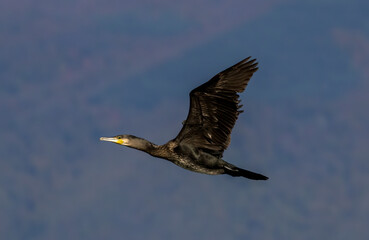 Great Cormorant (Phalacrocorax carbo) in natural habitat