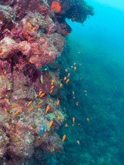 Obraz premium ウミカラマツ（ソフトコーラル）が生えるドロップオフのキンギョハナダイ（ハナダイ亜科）、スズメダイ（スズメダイ科）他群れ 静岡県伊豆半島賀茂郡南伊豆町中木から渡し船で渡るヒリゾ浜-2024年7月 Schools of Sea Goldie (Pseudanthias squamipinnis), Damselfish, Chromis notata and others gather 