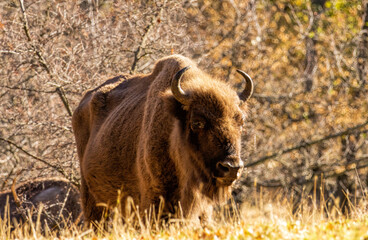 European Bison reintroduced on the Balkans