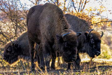 European Bison reintroduced on the Balkans