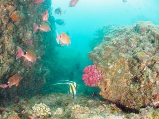 Obraz premium 美しいツノダシ（ツノダシ科）、ホウライヒメジ（ヒメジ科）の他群れ。日本国静岡県伊豆半島賀茂郡南伊豆町中木から渡し船で渡るヒリゾ浜-2024年7月A school of the Beautiful Moorish Idol (Zanclus cornutus), Whitesaddle goatfish (Parupeneus ciliatus) and others. 