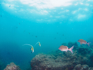 美しいツノダシ（ツノダシ科）、ホウライヒメジ（ヒメジ科）の他群れ。

日本国静岡県伊豆半島賀茂郡南伊豆町中木から渡し船で渡るヒリゾ浜-2024年7月

A school of the Beautiful Moorish Idol (Zanclus cornutus), Whitesaddle goatfish (Parupeneus ciliatus) and others. 
