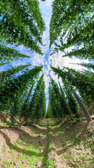 A Bavarian Hops Garden from a wide angle perspective during grow phase in summer time