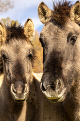 Obraz premium Semi wild horses (Tarpans) reintroduced in Bulgaria