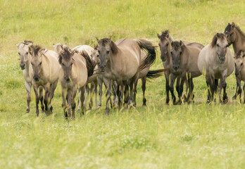 Semi wild horses (Tarpans) reintroduced in Bulgaria