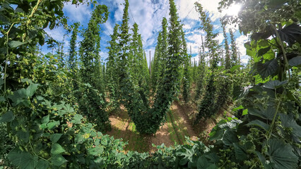 A Bavarian Hops Garden from a wide angle perspective during grow phase in summer time

bavaria,...