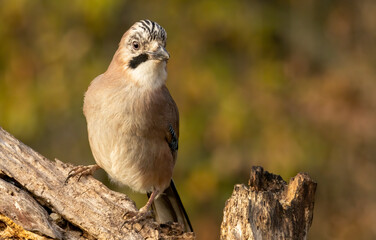 Forest bird Jay (Garrulus glandarius)